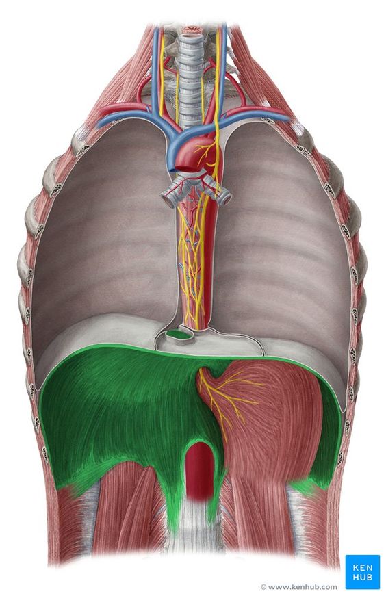 Diafragma
